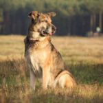 Mischling Victor, 03/2017, ca. 75 cm, 29410 Salzwedel