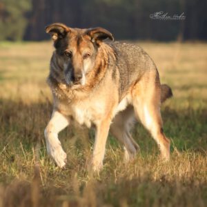 Mischling Victor, 03/2017, ca. 75 cm, 29410 Salzwedel