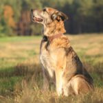 Mischling Victor, 03/2017, ca. 75 cm, 29410 Salzwedel