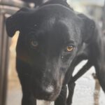 Podenco Virgil, 07/2024, ca. 60 cm