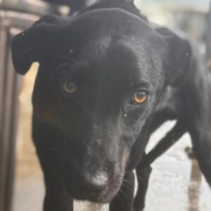 Podenco Virgil, 07/2024, ca. 60 cm