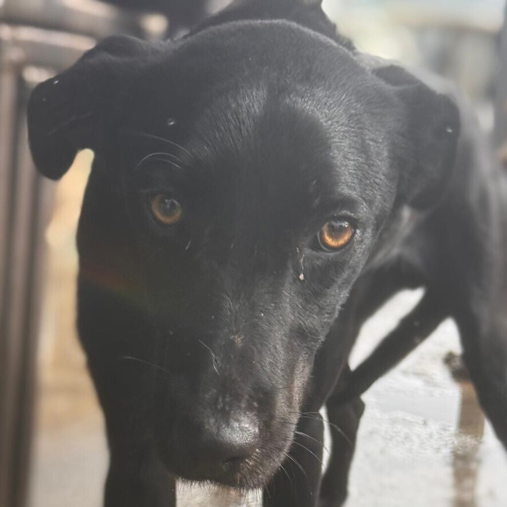 Podenco Virgil, 07/2024, ca. 60 cm