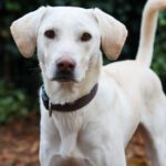 Labrador Mischling Willy, 02/2022, ca. 55 cm, 42477 Radevormwald