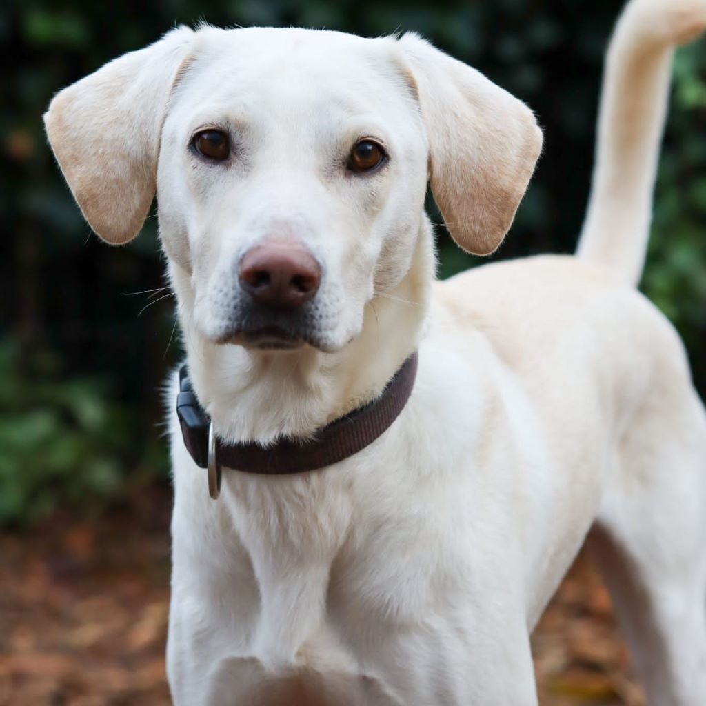 Labrador Mischling Willy, 02/2022, ca. 55 cm, 42477 Radevormwald