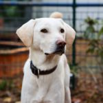 Labrador Mischling Willy, 02/2022, ca. 55 cm, 42477 Radevormwald