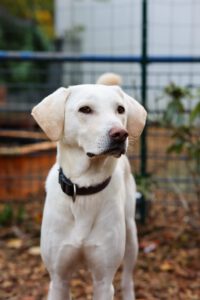 Labrador Mischling Willy, 02/2022, ca. 55 cm, 42477 Radevormwald