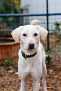Labrador Mischling Willy, 02/2022, ca. 55 cm, 42477 Radevormwald