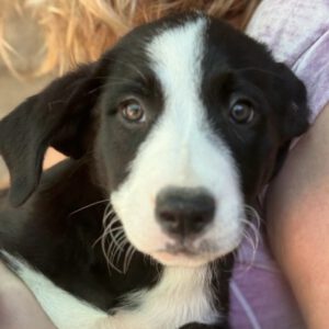 Mischling Wilma, 08/2025, ca. 58 cm