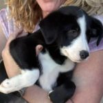 Mischling Wilma, 08/2025, ca. 58 cm