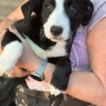 Mischling Wilma, 08/2025, ca. 58 cm