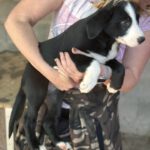 Mischling Wilma, 08/2025, ca. 58 cm