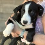 Mischling Wilma, 08/2025, ca. 58 cm