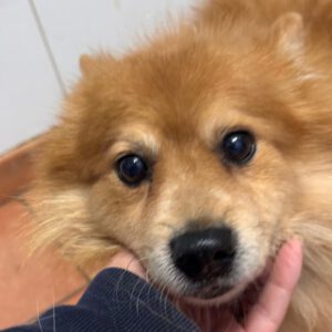 Pomeranian Yacky, 04/2017, ca. 30 cm