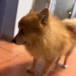 Pomeranian Yacky, 04/2017, ca. 30 cm