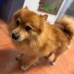 Pomeranian Yacky, 04/2017, ca. 30 cm