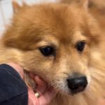 Pomeranian Yacky, 04/2017, ca. 30 cm