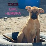 Malinois-Podenco-Mischling Ymir, 08/2025, Endgröße ca. 50-55 cm