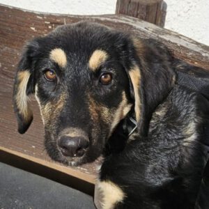 Mischling Zora, 06/2025, Endgröße ca. 60 cm, 78661 Dietingen