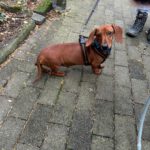 Zwergdackel Amore, 05/2021, ca. 20 cm, 45468 Mülheim a.d.R.