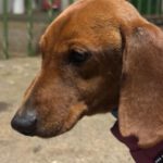 Zwergdackel Amore, 05/2021, ca. 20 cm, 45468 Mülheim a.d.R.