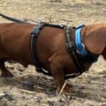 Zwergdackel Amore, 05/2021, ca. 20 cm, 45468 Mülheim a.d.R.