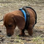 Zwergdackel Amore, 05/2021, ca. 20 cm, 45468 Mülheim a.d.R.