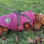 Zwergdackel Amore, 05/2021, ca. 20 cm, 45468 Mülheim a.d.R.