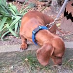 Zwergdackel Amore, 05/2021, ca. 20 cm, 45468 Mülheim a.d.R.