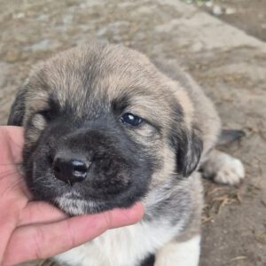 Mischling Aslan, 10/2025, Endgröße ca. 50-55 cm