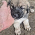 Mischling Aslan, 10/2025, Endgröße ca. 50-55 cm