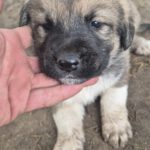 Mischling Aslan, 10/2025, Endgröße ca. 50-55 cm