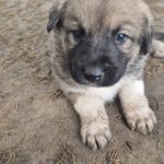 Mischling Aslan, 10/2025, Endgröße ca. 50-55 cm