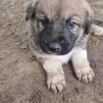 Mischling Aslan, 10/2025, Endgröße ca. 50-55 cm