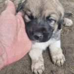 Mischling Aslan, 10/2025, Endgröße ca. 50-55 cm