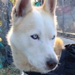 Retriever-Husky-Mischling Atis, 12/2023, ca 54 cm, 29690 Büchten