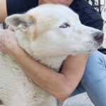 Retriever-Husky-Mischling Atis, 12/2023, ca 54 cm, 29690 Büchten