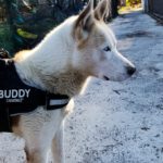 Retriever-Husky-Mischling Atis, 12/2023, ca 54 cm, 29690 Büchten