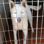 Retriever-Husky-Mischling Atis, 12/2023, ca 54 cm, 29690 Büchten