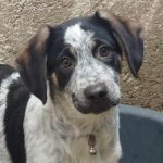 Mischling Bahati, 08/2025, Endgröße ca. 40-45 cm