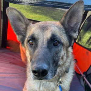 Schäferhund (Mischling) Baloo, 09/2021, ca. 55 cm, 89346 Bibertal