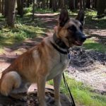 Schäferhund (Mischling) Baloo, 09/2021, ca. 55 cm, 89346 Bibertal