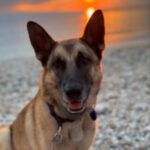 Schäferhund (Mischling) Baloo, 09/2021, ca. 55 cm, 89346 Bibertal