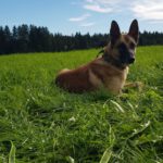 Schäferhund (Mischling) Baloo, 09/2021, ca. 55 cm, 89346 Bibertal