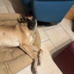 Schäferhund (Mischling) Baloo, 09/2021, ca. 55 cm, 89346 Bibertal