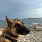 Schäferhund (Mischling) Baloo, 09/2021, ca. 55 cm, 89346 Bibertal