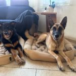 Schäferhund (Mischling) Baloo, 09/2021, ca. 55 cm, 89346 Bibertal