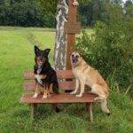 Schäferhund (Mischling) Baloo, 09/2021, ca. 55 cm, 89346 Bibertal