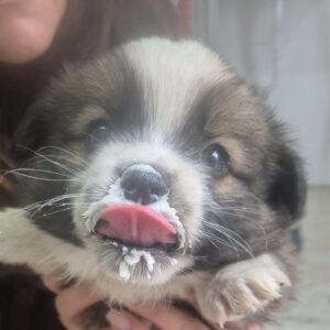 Mischling Balou, 09/2025 Endgröße ca. 35-40cm