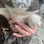 Mischling Balou, 09/2025 Endgröße ca. 35-40cm