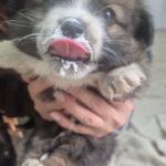 Mischling Balou, 09/2025 Endgröße ca. 35-40cm